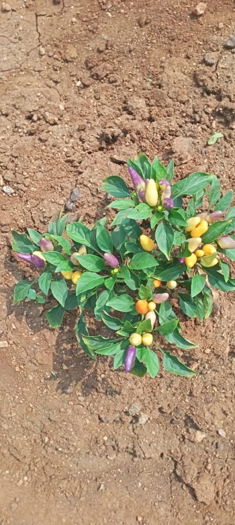 మిరప చెట్టుకు వంకాయ కాసిన వింత