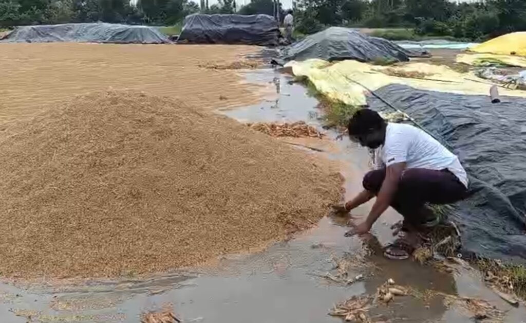 అన్నదాతను నిలువునా ముంచుతున్న వర్షం