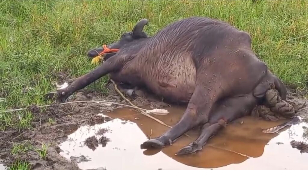 కరెంటు షాక్ తో పాలిచ్చే బర్రె మృతి.