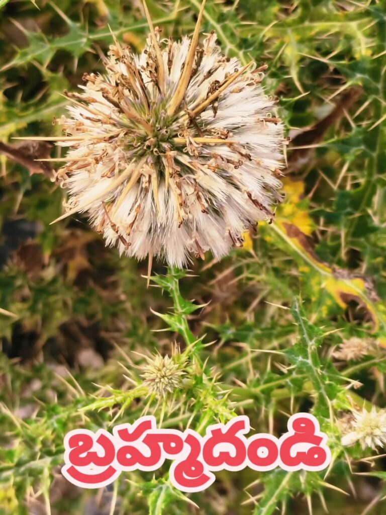 బ్రహ్మదండి చెట్టు యొక్క ఆరోగ్య ప్రయోజనాలు