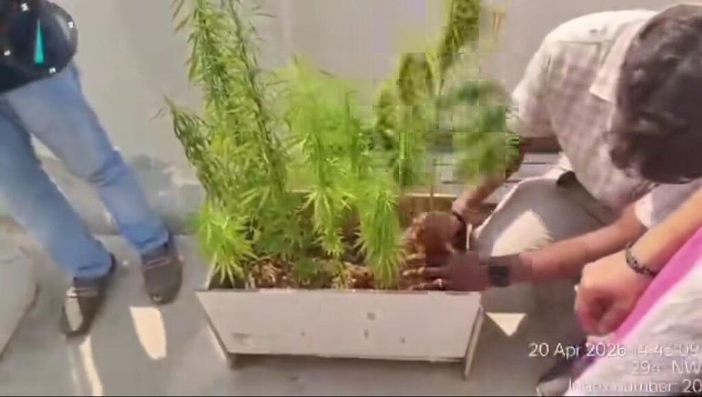 ఇంటి మీద గంజాయి మొక్కలు…?